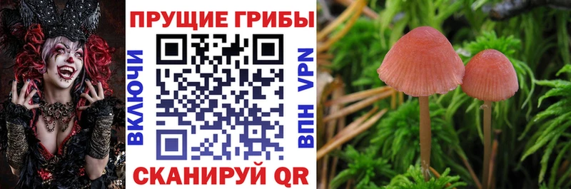 Купить закладки  Ачхой-Мартан  Псилоцибиновые грибы GOLDEN TEACHER 